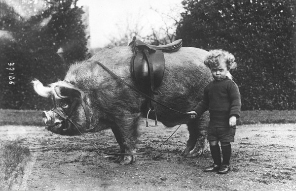 A Childs Life on the Farm